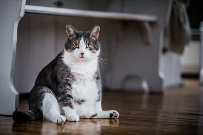 Lustige fette Katze, die in der Küche sitzt und wahrscheinlich auf mehr Essen wartet