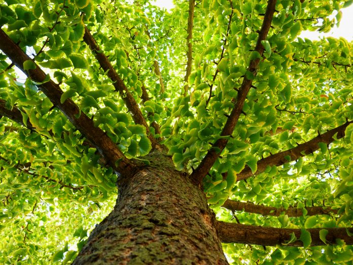 дерево гинкго билоба в уменьшающейся перспективе осенью с зелеными листьями, медленно желтеющими