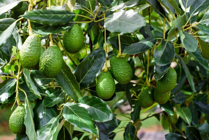 grüne Hass Avocados Früchte hängen im Baum