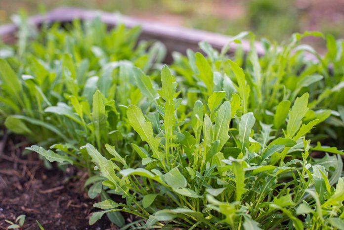 Green young organic arugula grows on a bed in the ground, organic home farming in raised beds