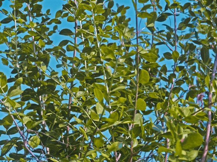 Henna Lawsonia inermis plant