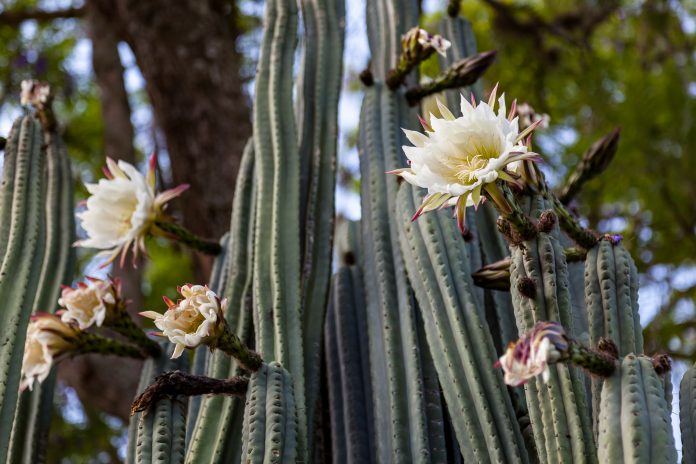 Immense San Pedro cactus flowers