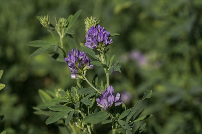 Isolated alfalfa flower. Alfalfa, Medicago sativa, also called lucerne, is a perennial flowering plant in the pea family. Its cultivated as an important forage crop in many countries around the world.