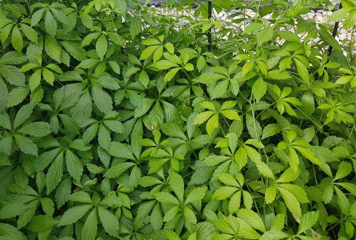 Jiaogulan; Immortality herb; Gynostemma, pentaphyllum