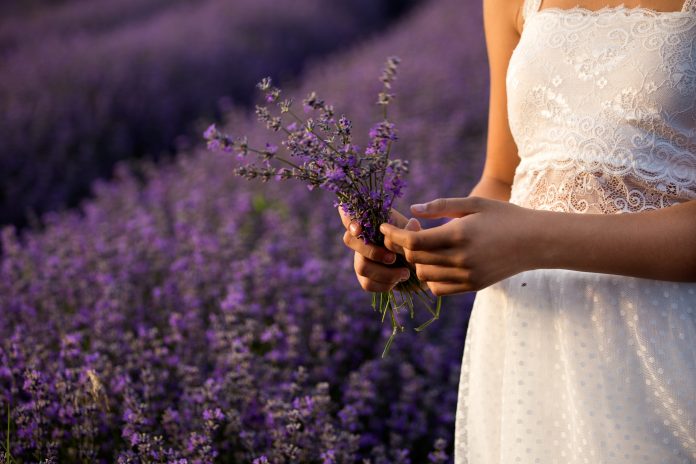 lavender, nature, flowers
