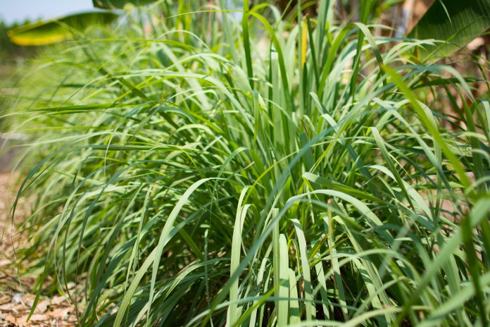 Lemongrass or Lapine or Lemon grass or West Indian or Cymbopogon citratus were planted on the ground. It is a shrub, its leaves are long and slender green. It is an herb which was made into food and medicine.