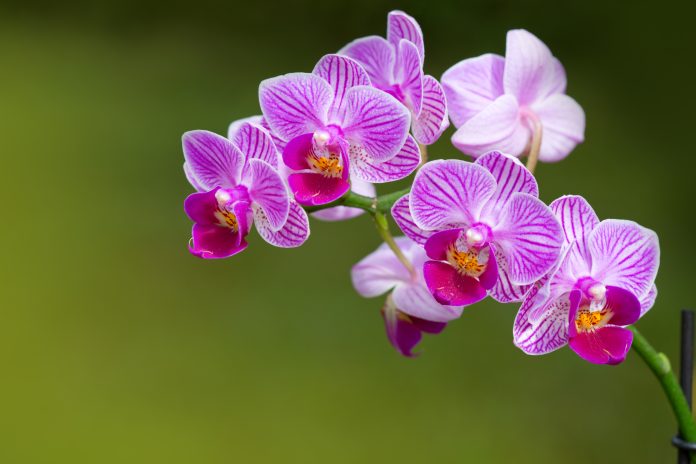 Macro shot of a pink orchid isolated ob green background. Holiday card.