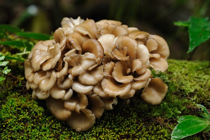 Maitake mushroom closeup