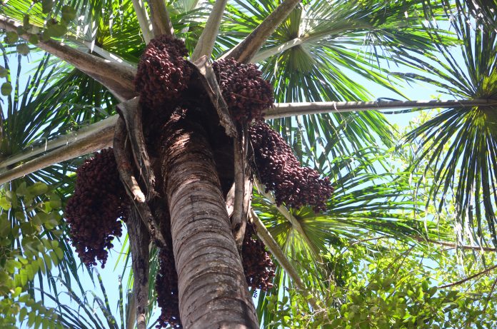 Mauritia flexuosa, known as the moriche palm, ité palm, ita, buriti, muriti, miriti, canangucho, or aguaje, is a palm tree. It grows in and near swamps and other wet areas in tropical South America.
