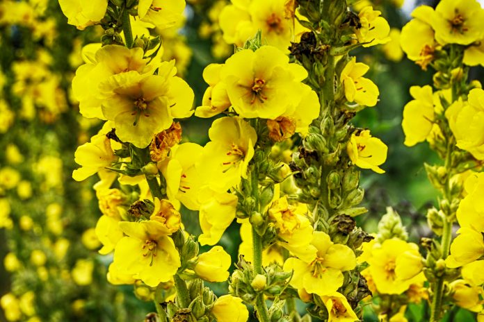 Königskerzenpflanze mit gelben Blüten