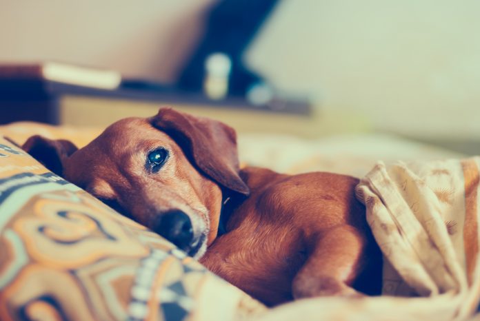 Un vieux chien rigolo est allongé sur un oreiller, sous une couverture, et pense à quelque chose d'important.