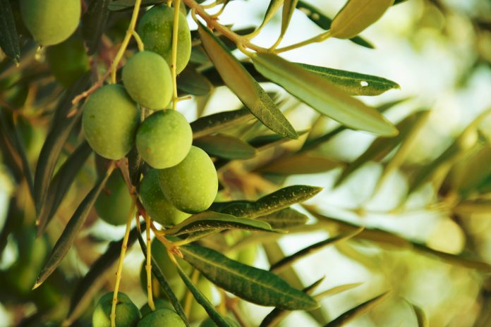 Aceitunas en el olivo en otoño. Imagen de la naturaleza de la temporada