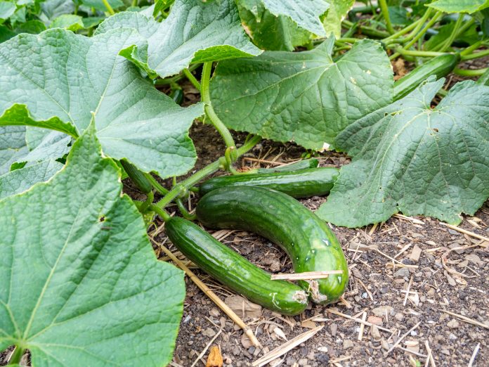 Outdoor cucumbers in the garden bed