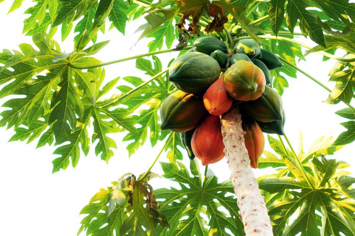 La papaya è matura sull'albero con il cielo.