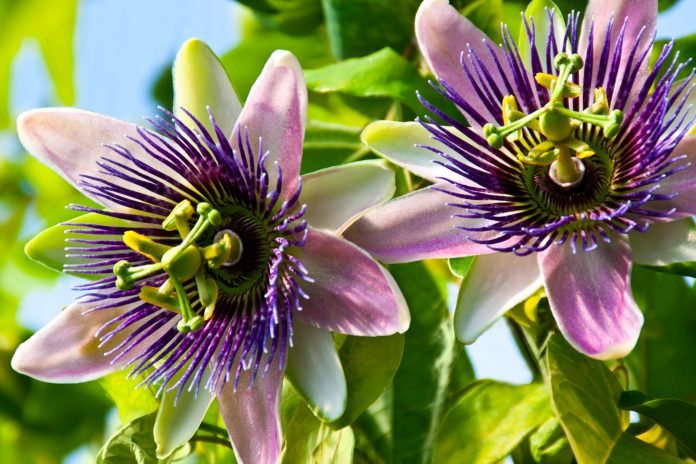 Passionsblume Passiflora Nahaufnahme
