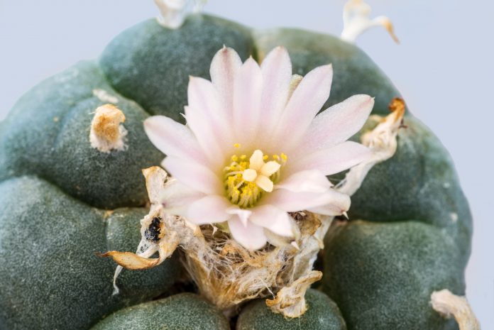 Peyote cactus with flower