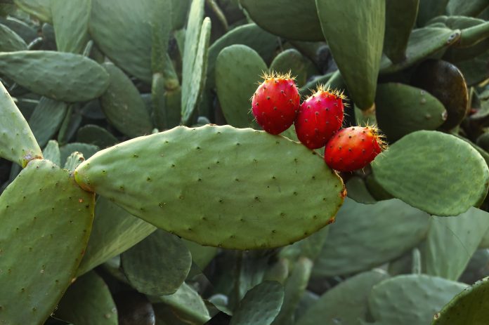 Prickly pear cactus (Opuntia ficus-indica) with red fruits.