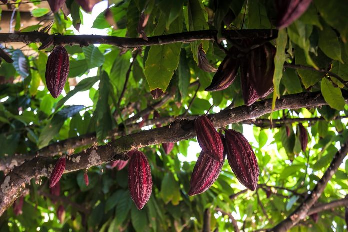 Lila Kakaoschoten wachsen auf dem Baum, gegen grünes Laub.