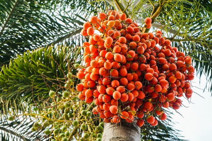 Red betel palm or betel nut on tree with sunlight on nature background.
