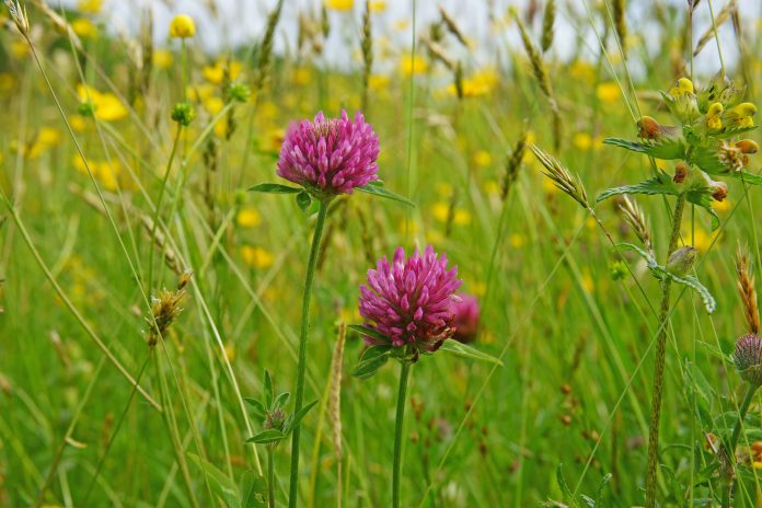 Red Clover, Trifolium pratense, in a typical meadow environment near Poolewe, Wester Ross, Highlands of Scotland