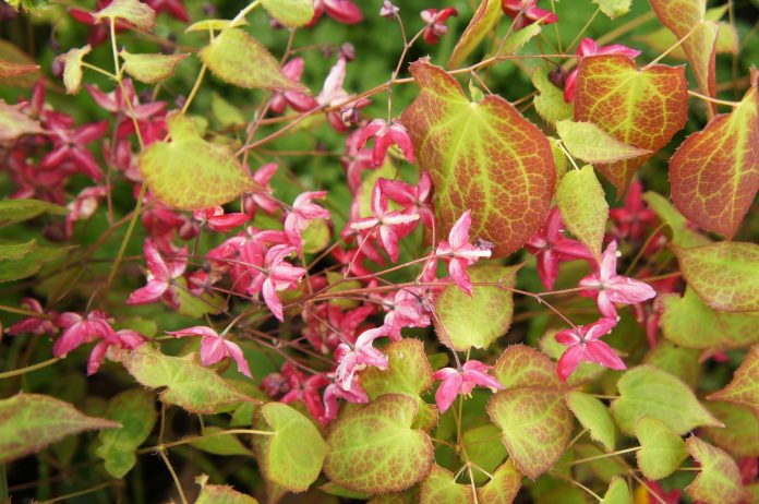 Rote epimedium- oder kargenwurzelgrüne Zierpflanze mit rosa Blüten