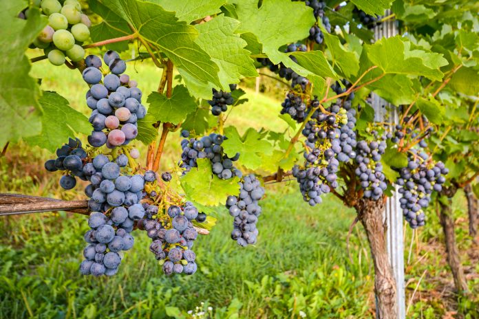 Red wine grapes in a wineyard before harvest in late autumn