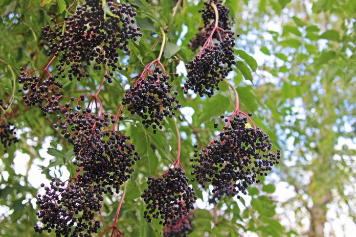 ripe elderberries hanging from a tree on a sunny day