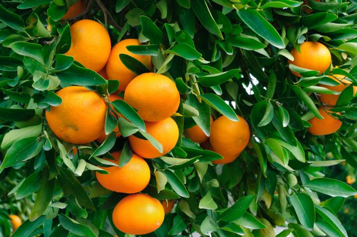 Ripe tangerines on a large background of green leaves