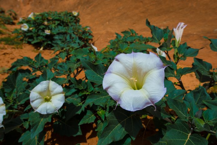 Sacred Datura flower in the wild also known as: Western Jimsom Weed,Nightshade, indian whiskey