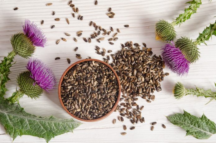 Seeds of a milk thistle with flower (Silybum marianum, Scotch Thistle, Marian thistle ) on wooden table
