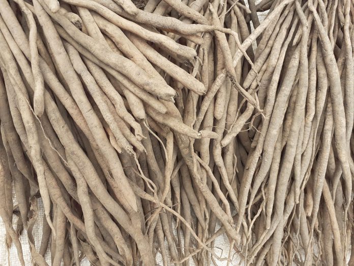 Shatavari or asparagus racemosus. It is a plant used in traditional Indian medicine. The root is used to make medicine. It has many health benefits.