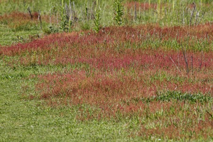 Sheep's sorrel (Rumex acetosella). The red or maroon flowers of sheep's sorrel make a vivid splash of colour amidst the green in this short acid grassland. Mitcham Common is low-lying, and parts of it are boggy in winter. This leads to the kind of acid conditions where peat can develop. Its status as an area that includes acid grassland is one of Mitcham Common's conservation strengths.