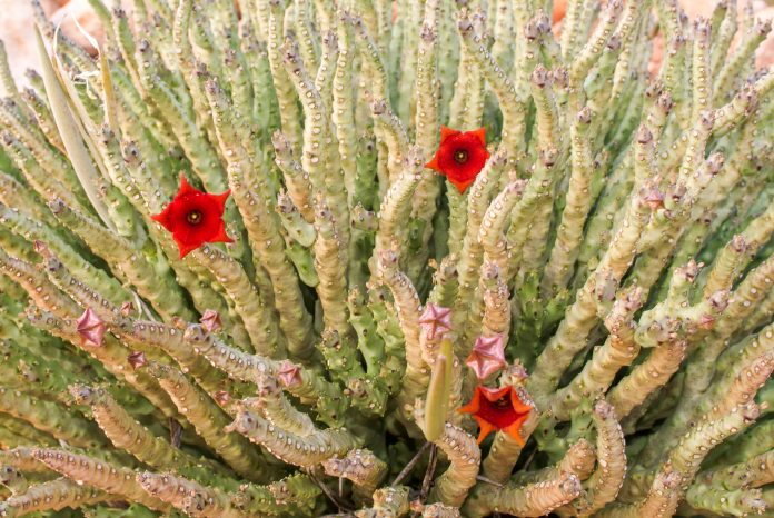 Sokotran-Caralluma-Blüte einer Kaktuspflanze auf der Insel Sokotra, Jemen