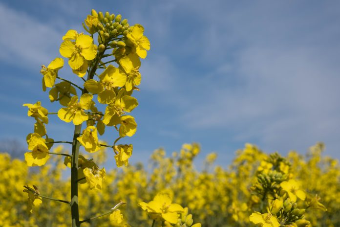 spring field of blooming rapeseed under a blue sky in the morning