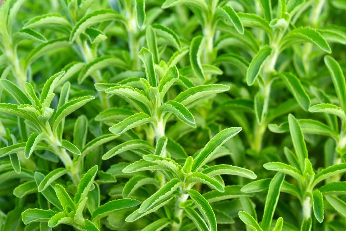 Stevia ist eine nützliche grüne Pflanze Landwirtschaft ist ein Zuckerersatz