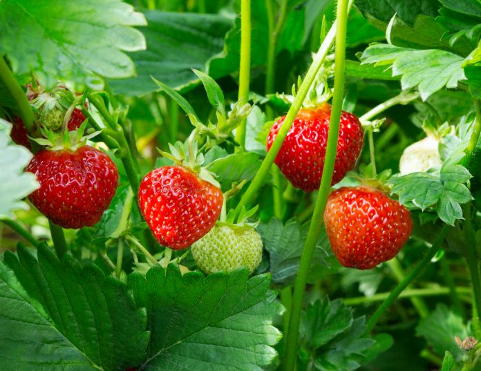 Erdbeerpflanze. Wilde Staudenbeerenbüsche.  Erdbeeren im Wachstum im Garten. Reife Beeren und Laub Erdbeere