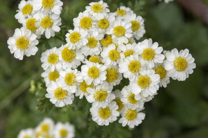 Tanacetum parthenium flowering bunch of flowers, the feverfew, bachelors buttons in bloom