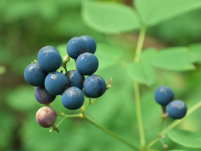 Le bacche blu della pianta del cohosh blu (Caulophyllum calicthroides), pianta medicinale ed erba selvatica dei boschi.