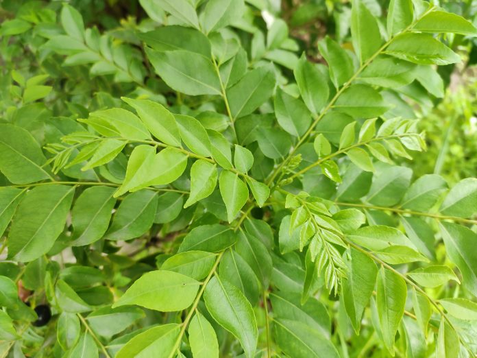 The curry leaf tree is a tropical to sub-tropical tree in the family Rutaceae, and is native to India. Its leaves are used in many dishes in the Indian subcontinent. Scientific name - Murraya koenigii