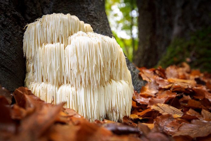 Le rare champignon comestible de la crinière du lion / Hericium Erinaceus / pruikzwam dans la forêt. Magnifiquement rayonnant et frappant avec sa couleur blanche entre les feuilles d'automne et la mousse verte. Photographié sur la Veluwe à la forêt leuvenum aux Pays-Bas.