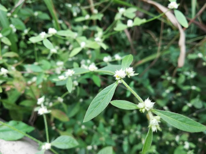 This is a perennial herb with prostrate stems, rarely ascending, often rooting at the nodes. Leaves obovate to broadly elliptic, occasionally linear-lanceolate, 1–15 cm long, 0.3–3 cm wide, glabrous to sparsely villous, petioles 1–5 mm long. Flowers in sessile spikes, bract and bracteoles shiny white, 0.7-1.5 mm long, glabrous; sepals equal, 2.5–3 mm long, outer ones 1-nerved or indistinctly 3-nerved t