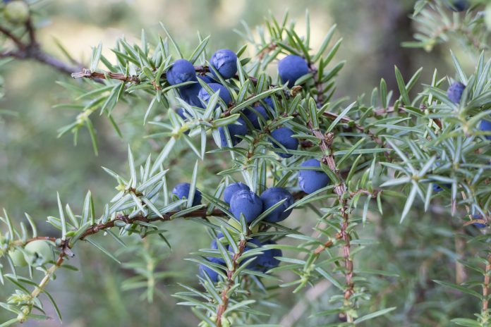 Twig of common juniper with blue berries
