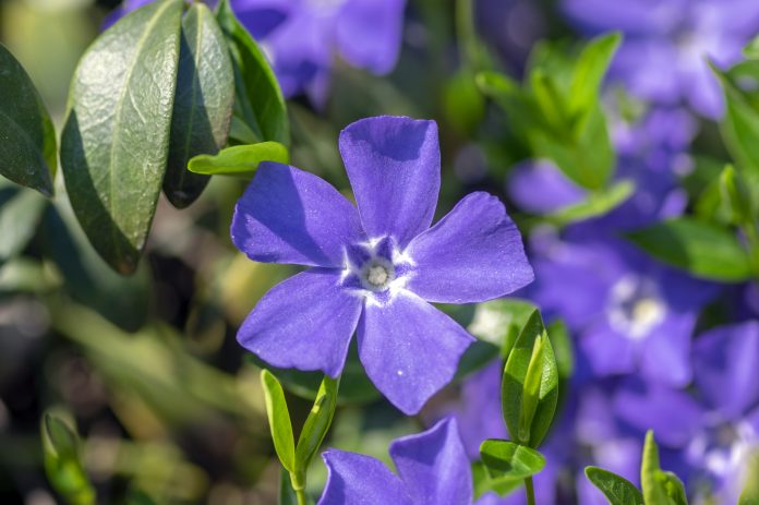 Vinca minor lesser periwinkle ornamental flowers in bloom, common periwinkle flowering plant, creeping blue flowers green leaves
