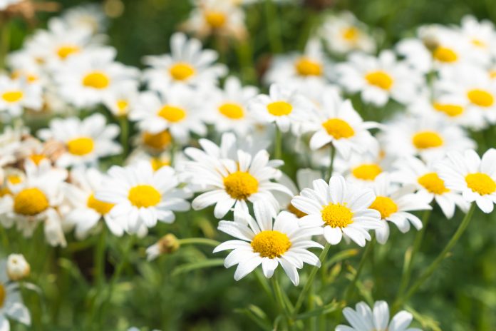 White daisy flower bloom in summer season in garden.