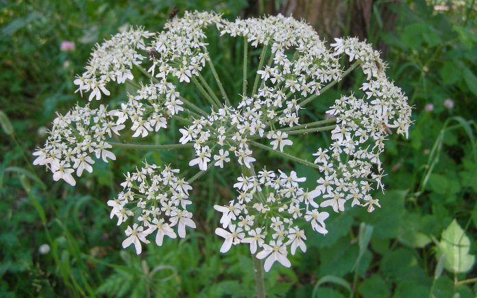 White Ligusticum scoticum aka Scots lovage or Scottish licorice root flowers
