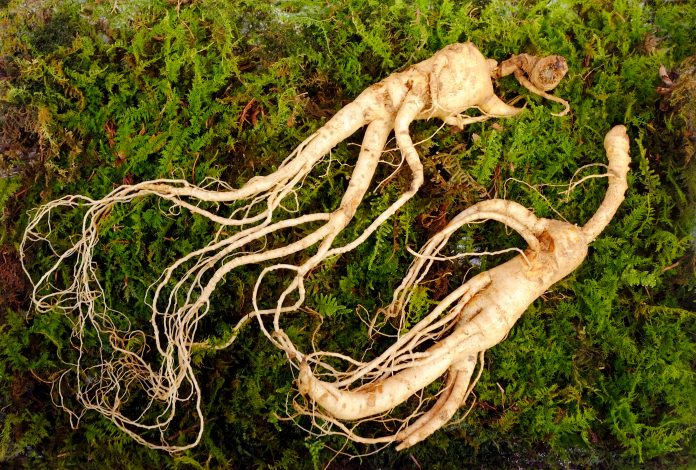Kořen divokého korejského ženšenu. Divoký ženšen může být zpracován na červený nebo bílý ženšen. Ženšen se používá v tradiční medicíně.