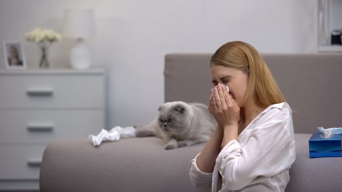 Kvinde der nyser på grund af katteallergi, skotsk fold sidder på sofaen, antihistaminer