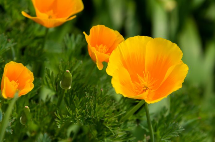 Yellow flowers of California golden poppy in a garden in Yokohama, Japan. The flower comes into bloom in spring. The language of the flower is 