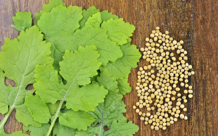 Yellow Mustard seeds and leaves also called White Mustard, Sinapis Alba, Brassica Alba or Brassica Hirta and also used as a cooking ingredient.