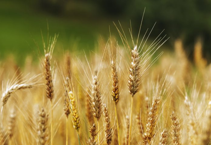 A bright wheat field ,several durum wheat spikelets in the foreground with long stems, beautiful the color contrast between the golden yellow wheat and the green background